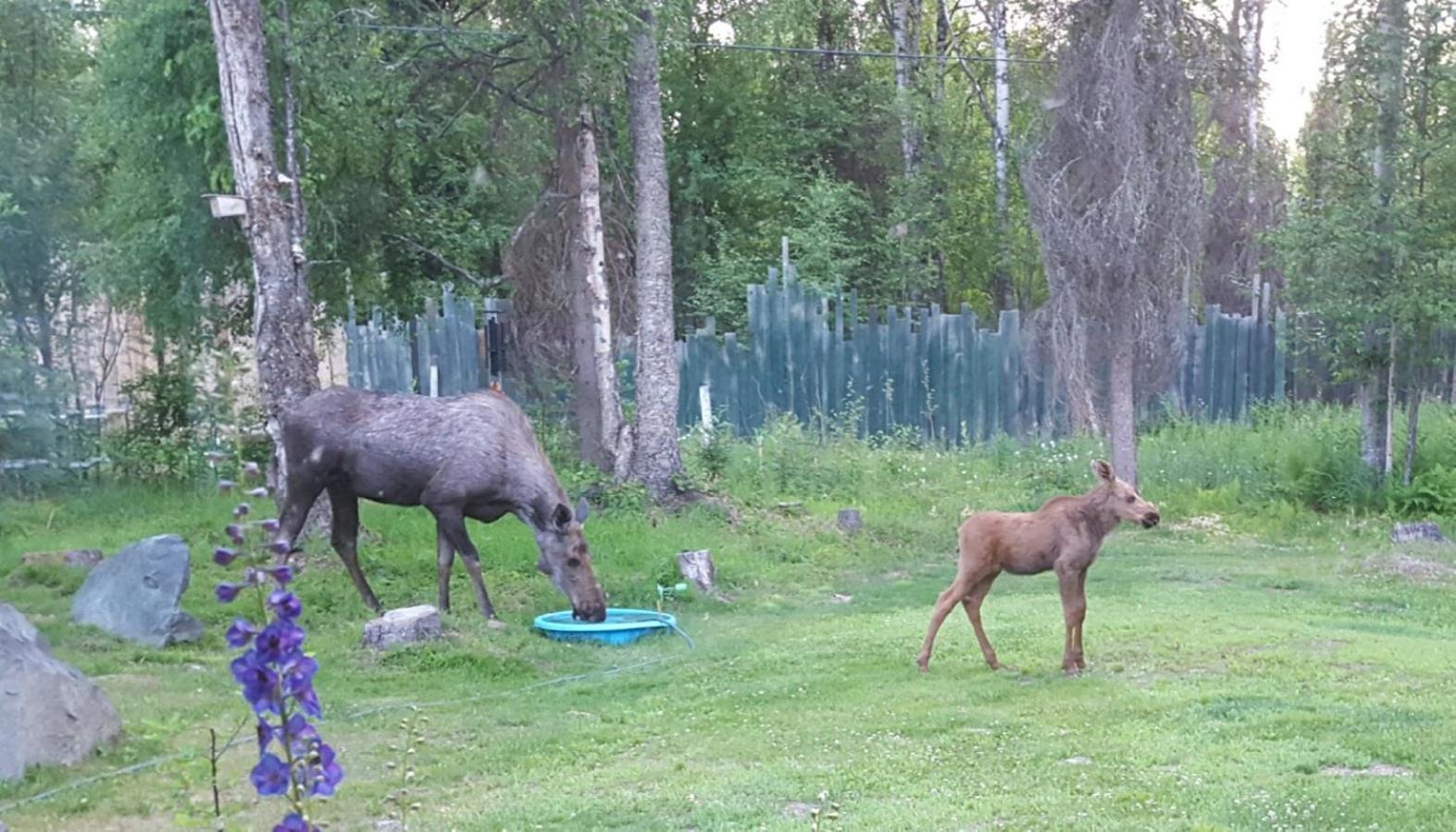 Talkeetna Fireweed Cabin 2 ภายนอก รูปภาพ